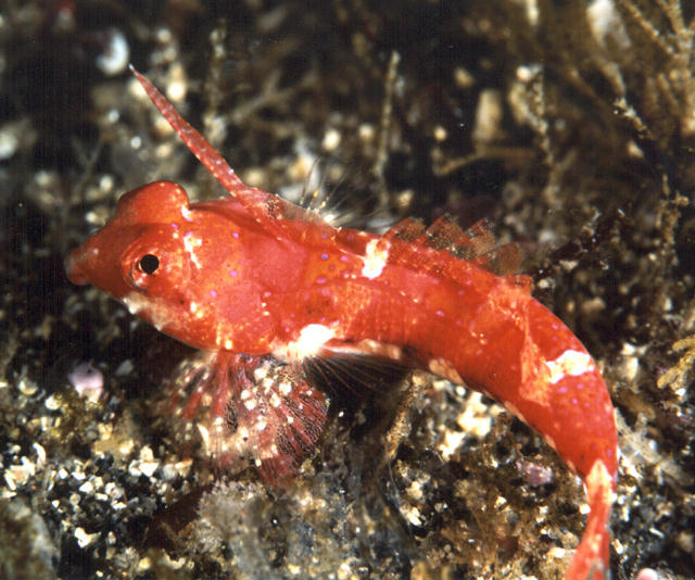 Synchiropus rubrovinctus